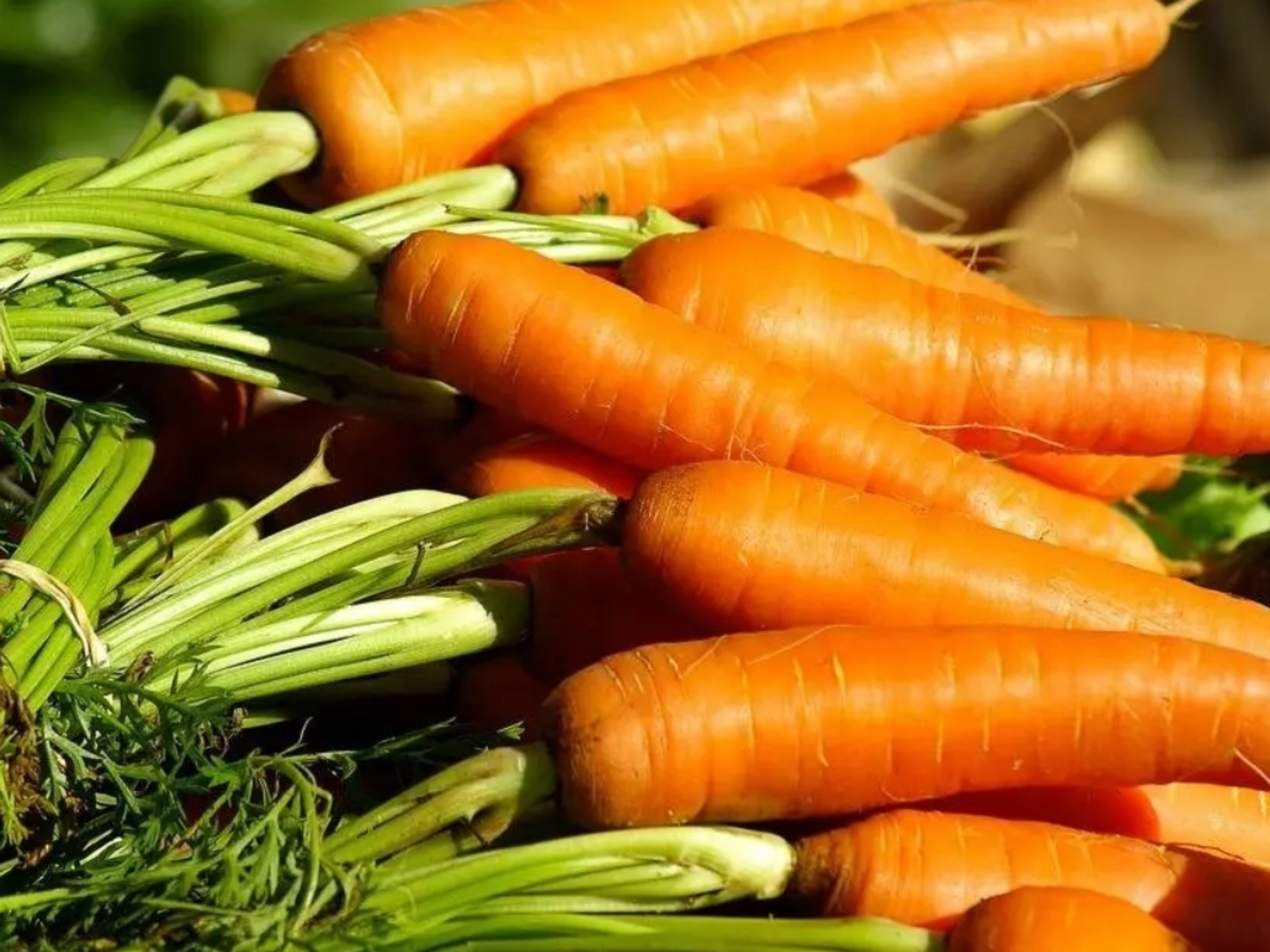 Carrot