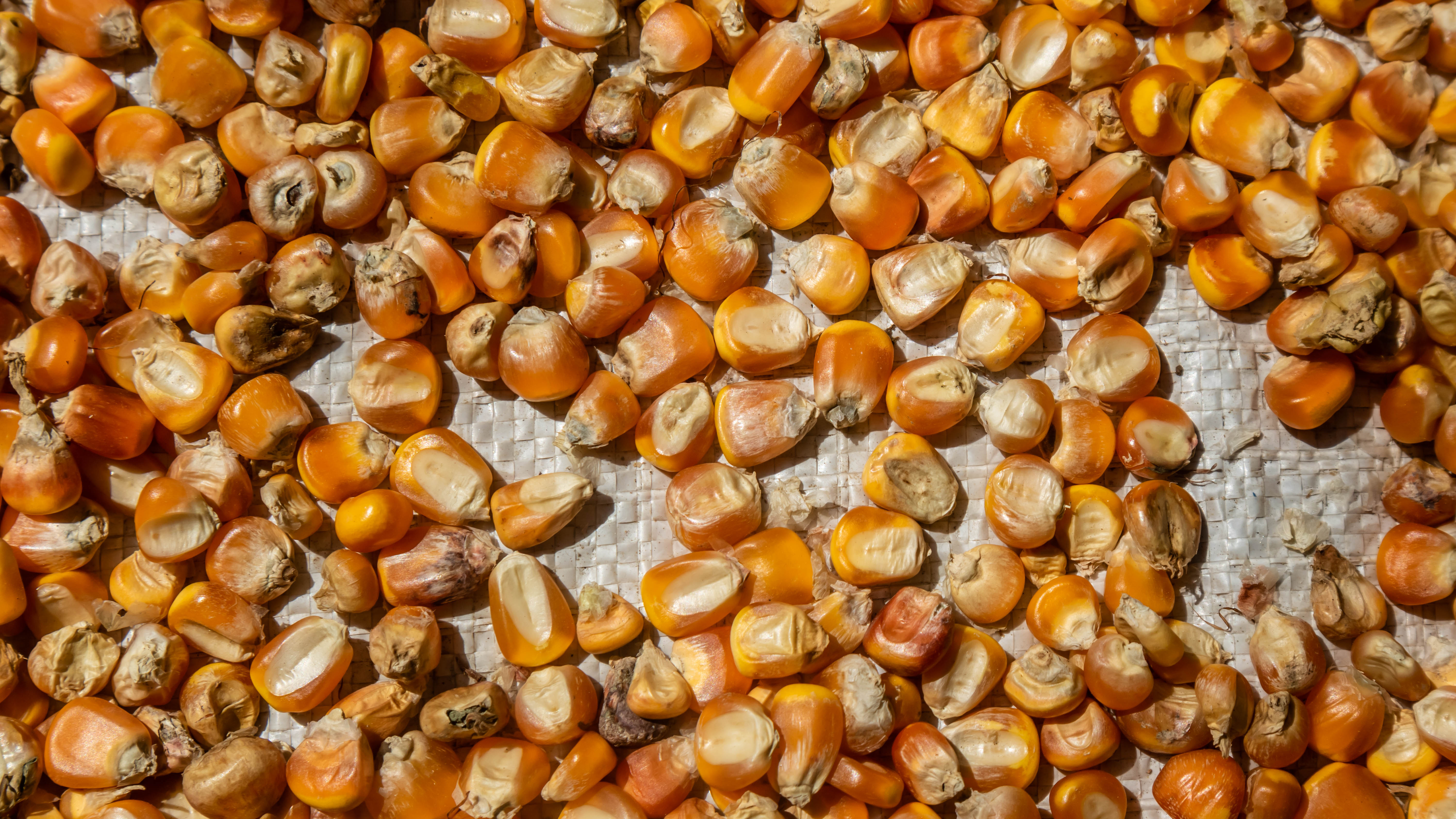 Seeds