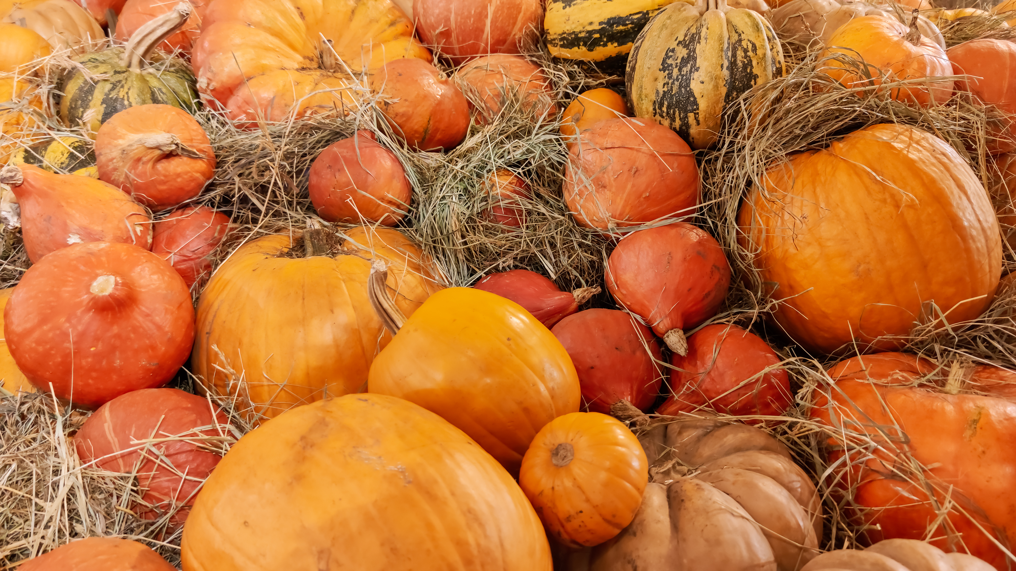 Pumpkin